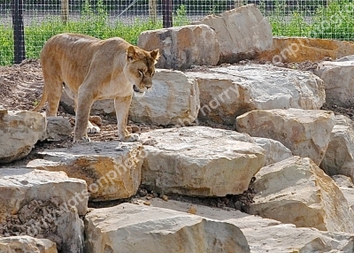 Doncaster Wildlife Park