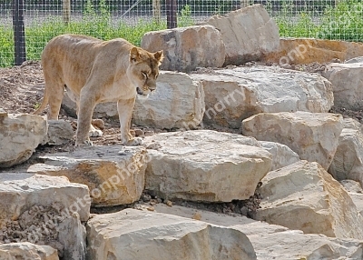 Doncaster Wildlife Park