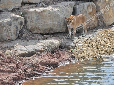 Doncaster Wildlife Park