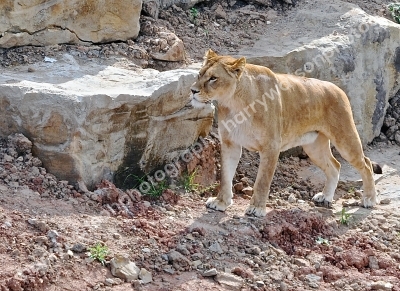 Doncaster Wildlife Park