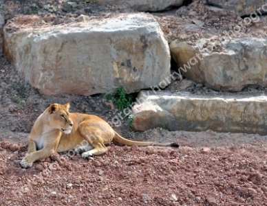 Doncaster Wildlife Park