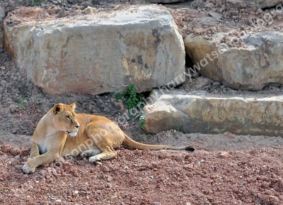 Doncaster Wildlife Park