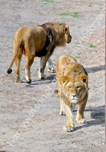 Doncaster Wildlife Park