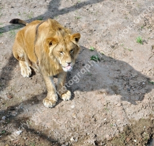 Doncaster Wildlife Park