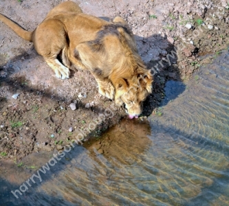 Doncaster Wildlife Park