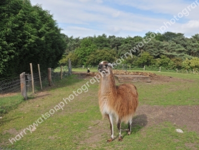 Doncaster Wildlife Park