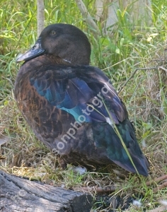 DSC3518