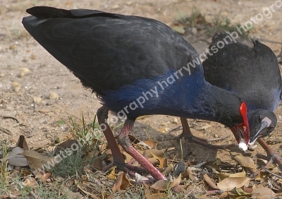 Samp Hen 
Australia