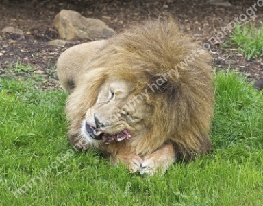 Doncaster Wildlife Park