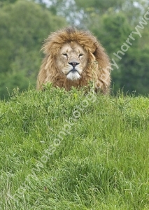 Doncaster Wildlife Park