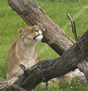 Doncaster Wildlife Park