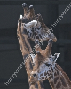 Doncaster Wildlife Park