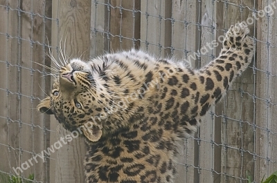 Doncaster Wildlife Park