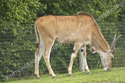 Common Eland
Doncaster Wildlife Park