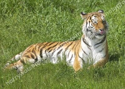 Doncaster Wildlife Park