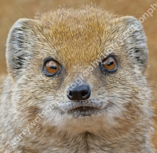 Mongoose 
Doncaster Wildlife Park