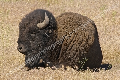 Bison 
Yellowstone National Park
America