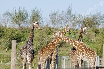 Australia Zoo 
Queensland