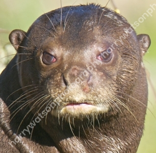 Giant Otter
Doncaster Wildlife Park