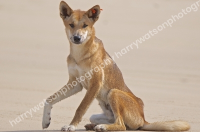 Dingo
Queensland Beach