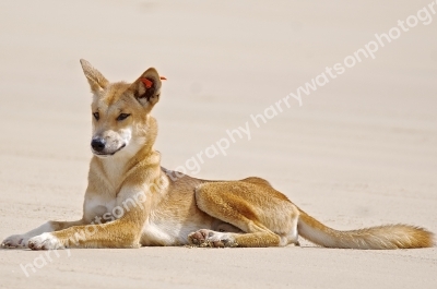 Dingo
Queensland Beach