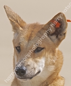 Dingo 
Queensland Beach