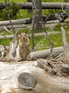 Chipmonk
Yellowstone National Park
America