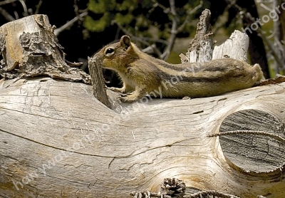 Chipmonk
Yellowstone National Park
America