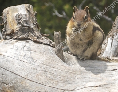 Chipmonk
Yellowstone National Park
America