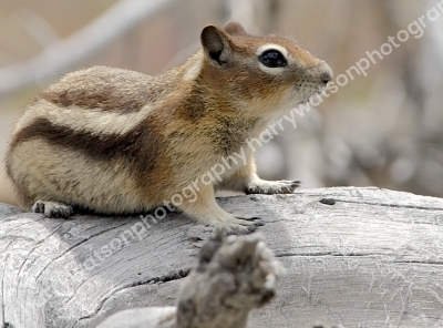 Chipmonk
Yellowstone National Park
America