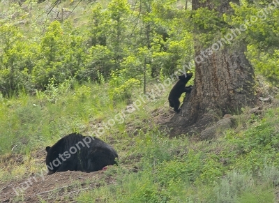 Back Bear and Cub

Yellowstone National Park
America

