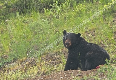 Black Bear
Yellowstone National Park
America