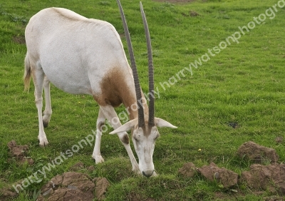 Doncaster Wildlife Park