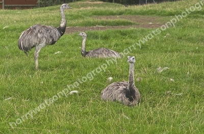 Doncaster Wildlife Park