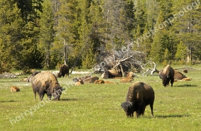 Bison 
Yellowstone National Park
America