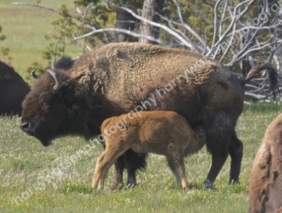Bison 
Yellowstone National Park
America