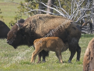 Bison 
Yellowstone National Park
America