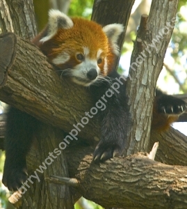 Red Panda
Australia Zoo 
Queensland