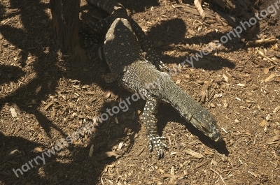 Lace Monitor