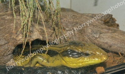 Blue Tongue Skink
(Tilique Scincoids)