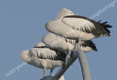 Pelicans
Australia