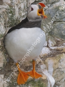 Puffin