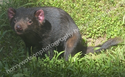 Tasmanian Devil
Australia Zoo 
Queensland