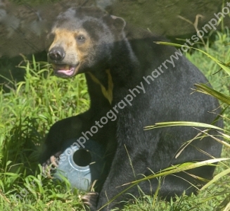 Sun Bear
Australia Zoo 
Queensland