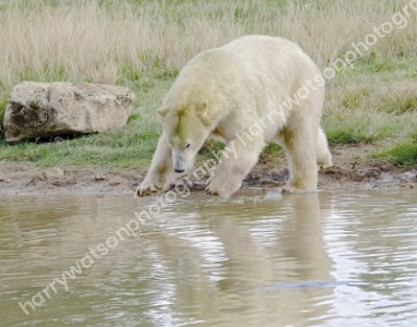 Doncaster Wildlife Park