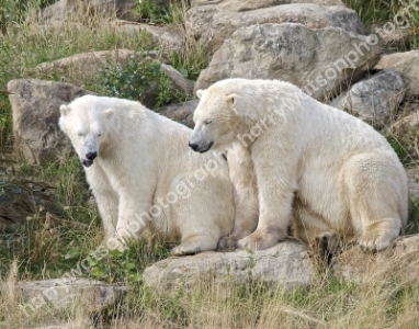 Doncaster Wildlife Park