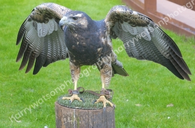 Chilean Blue Eagle 