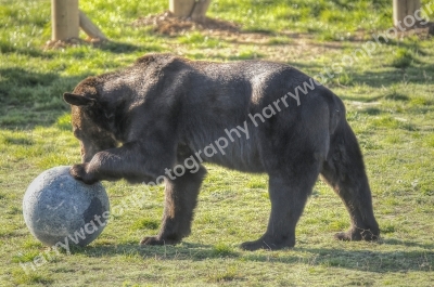 Doncaster Wildlife Park