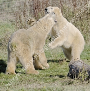 Doncaster Wildlife Park