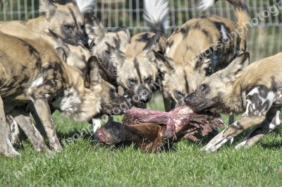Painted Dogs
Doncaster Wildlife Park